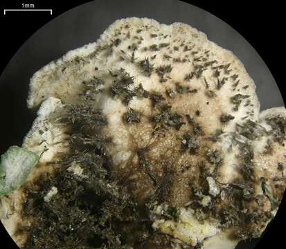 Image de Physconia isidiigera (Zahlbr.) Essl.