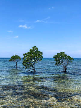 Image of Long-style stilt mangrove