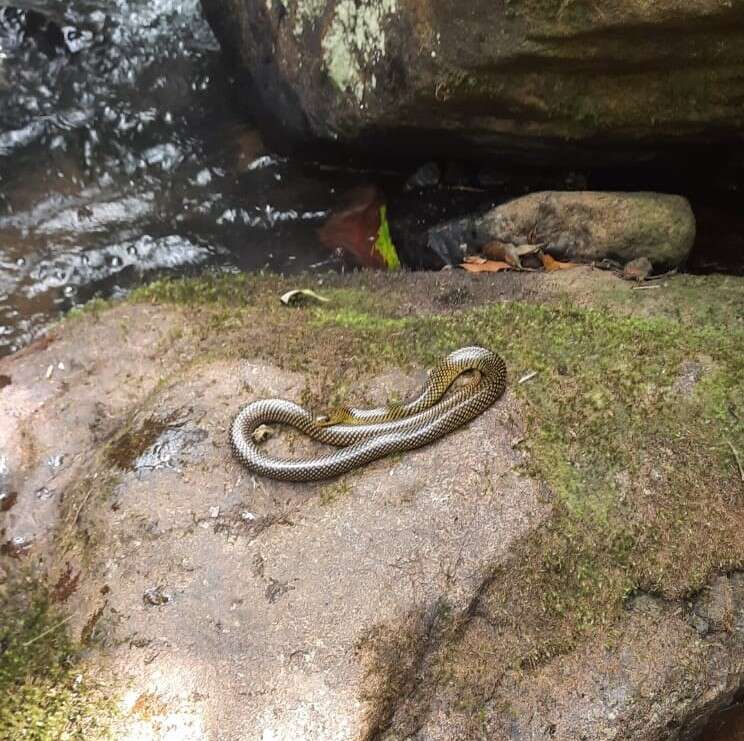 Image of Military ground snake