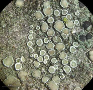 Image of Lecanora laxa (Sliwa & Wetmore) Printzen