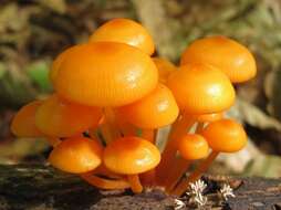 Image of Mycena leaiana (Berk.) Sacc. 1891