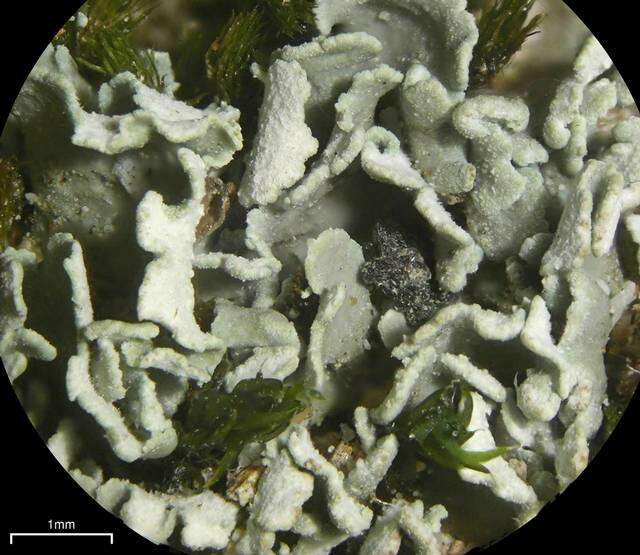 Image of cup lichen