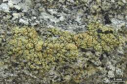 Image of Lecanora stenotropa Nyl.