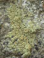 Image of Lecanora stenotropa Nyl.