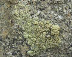 Image of Lecanora stenotropa Nyl.