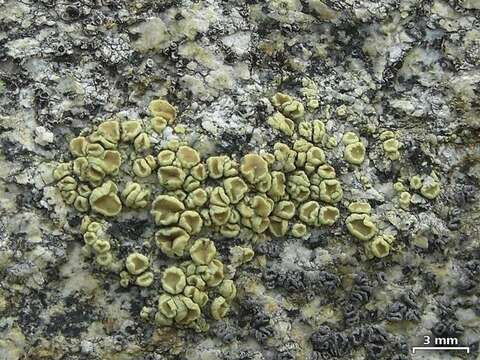 Lecanora stenotropa Nyl. resmi