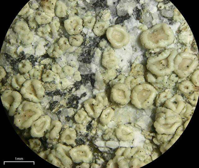 Image of Lecanora stenotropa Nyl.