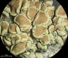 Image of Lecanora stenotropa Nyl.