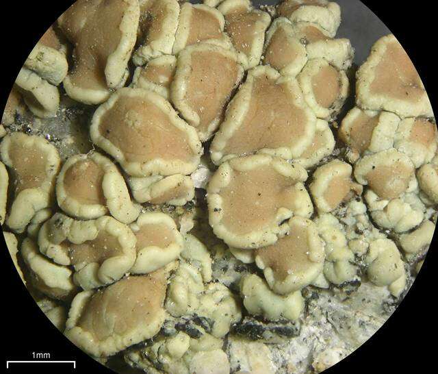 Image of Lecanora stenotropa Nyl.