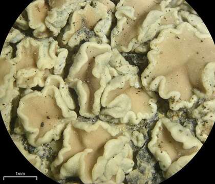 Image of Lecanora stenotropa Nyl.