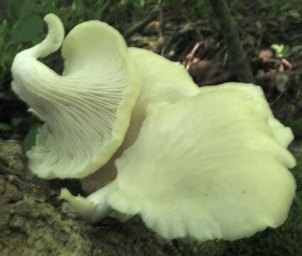 Image of Pleurotus