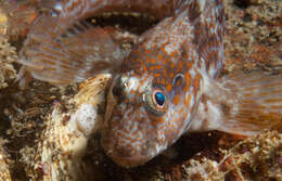 Image of Two-eyed Blenny