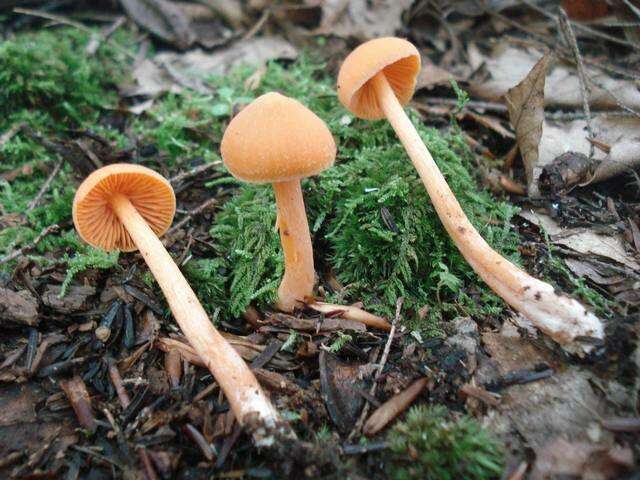 Image of Entoloma salmoneum (Peck) Sacc. 1887