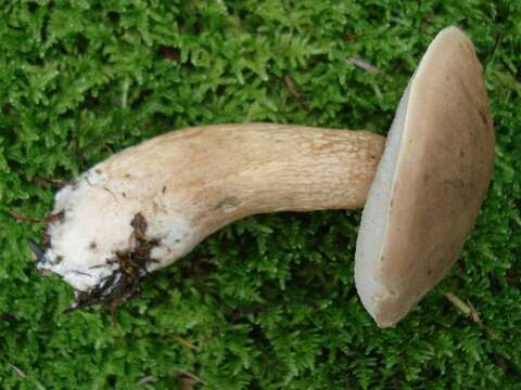 Imagem de Tylopilus