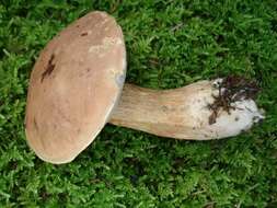 Imagem de Tylopilus