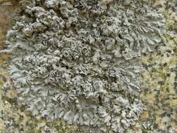 Image of rosette lichen