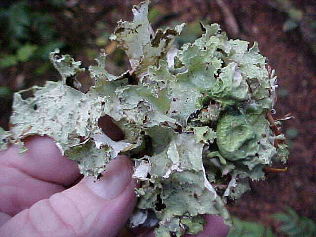 Image of ragged lichen