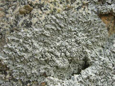 Image of rosette lichen