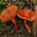 Imagem de Lactarius eucalypti O. K. Mill. & R. N. Hilton 1987