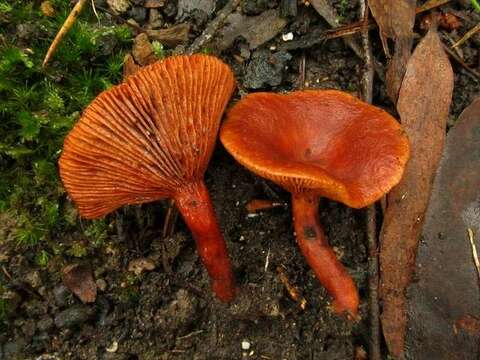 صورة Lactarius eucalypti O. K. Mill. & R. N. Hilton 1987