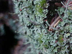 Image of <i>Cladonia macilenta</i> Hoffm.