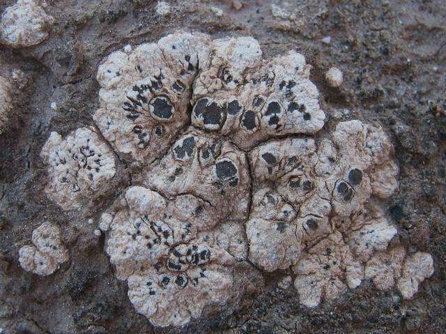 Image of nodule cracked lichen
