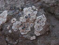 Image of nodule cracked lichen