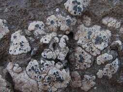 Image of nodule cracked lichen