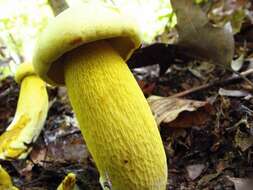 Image of Retiboletus