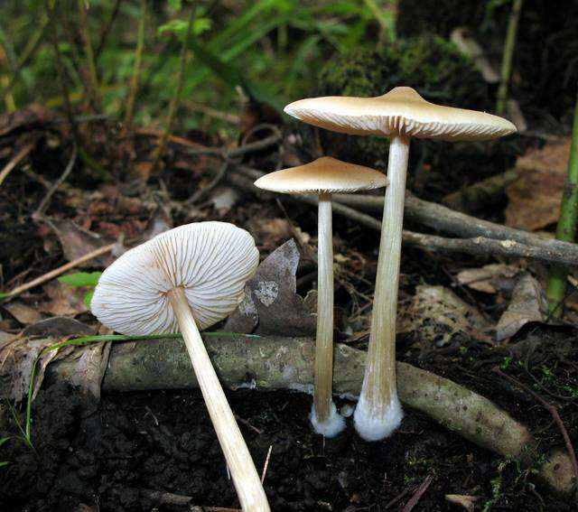 Imagem de Entoloma strictius (Peck) Sacc. 1887