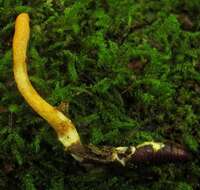 Image of Cordyceps