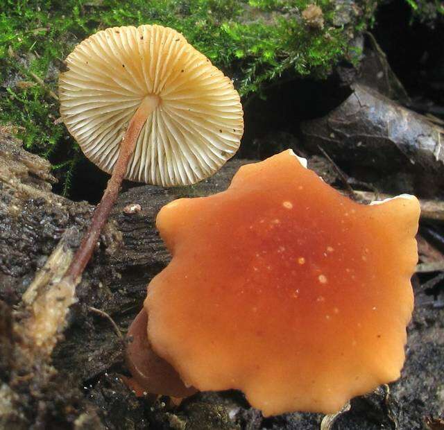 Image de <i>Marasmius sullivantii</i>