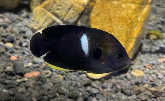 Image of Black Angelfish