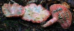 Image of <i>Lactarius subpurpureus</i>