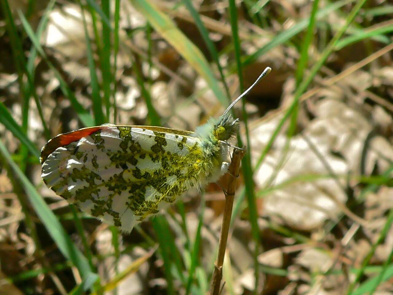 Image of orange tip