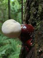 Слика од Ganoderma oregonense Murrill 1908