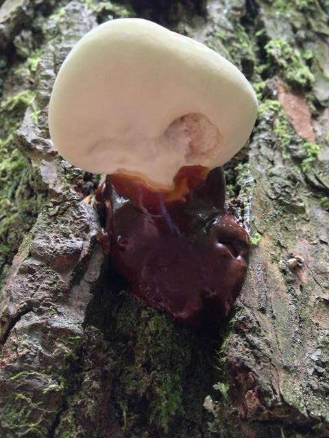 Ganoderma oregonense Murrill 1908的圖片