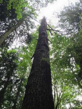 Image of Ganoderma oregonense Murrill 1908