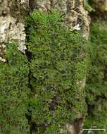 Image of fringed lichen