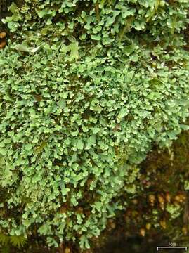 Image of cup lichen