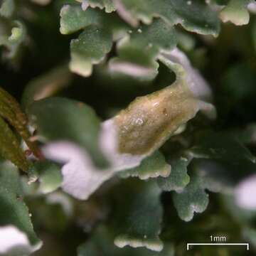 Image of cup lichen