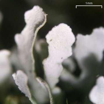 Image of cup lichen