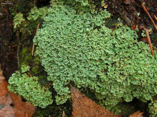 Image of cup lichen