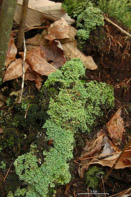 Image of cup lichen