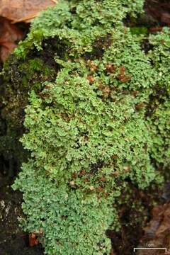 Image of cup lichen