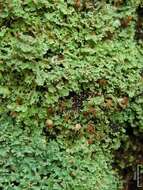 Image of cup lichen