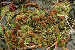 Image of cup lichen