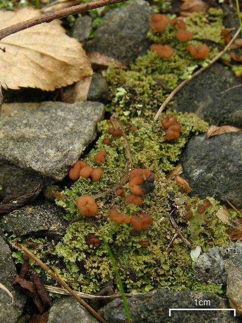 Image of cup lichen