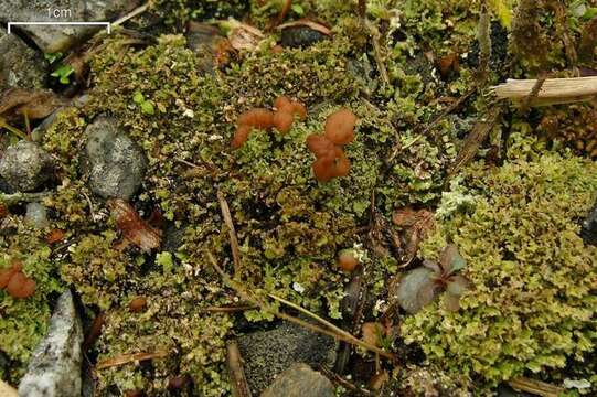 Image of cup lichen