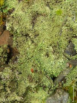 Image of cup lichen